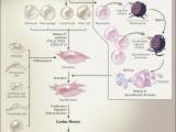 Las redes patogénicas de la fibrosis