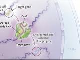 Defensa microbiana para descubrir antivirales