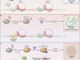 Tuberculosis y el resurgimiento de etionamida