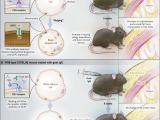 Bloqueo hormonal para evitar el sobrepeso