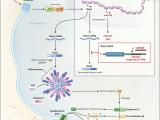 Un ataque sobre la inflamación para ayudar al intestino