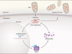 Secuestro viral del metabolismo