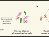 Embestida contra bacterias persistentes