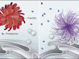 Agregados proteicos en la neurodegeneración