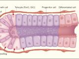El nicho de la renovación intestinal