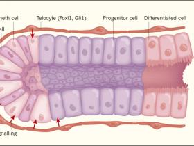 El nicho de la renovación intestinal