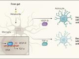 Metabolitos para controlar la inflamación cerebral