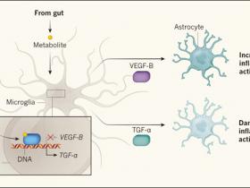 Metabolitos para controlar la inflamación cerebral