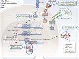 Regulación epigenética del asma