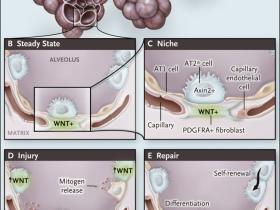 Un nicho para la regeneración alveolar