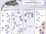 Transición maligna en la hematopoiesis