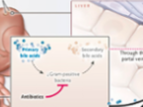 Bilis y cáncer hepático: relación potenciada por microbios