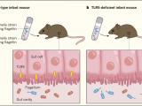 Chequeo perinatal de la microbiota  