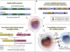 Inactivación de CDK12: protectora en el cáncer