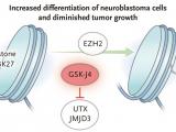 Metilación contra el neuroblastoma
