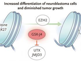 Metilación contra el neuroblastoma