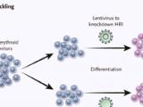 Redescubriendo las hemoglobinopatías