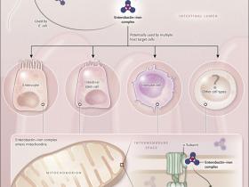 Cuerpo y bacterias: una amistad de hierro