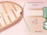 Cuerpo y bacterias: una amistad de hierro