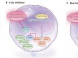 Inhibición enzimática para la leucemia mieloide