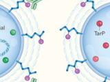 Escape bacteriano inducido por virus