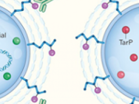 Escape bacteriano inducido por virus