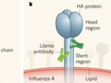 Anticuerpos diseñados para combatir la influenza