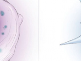 Estrategia celular contra la fibrosis hepática