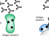 Nanopartículas: candidatas a una vacuna universal