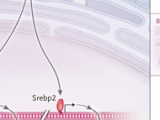 El vínculo entre la hematopoyesis y aterosclerosis