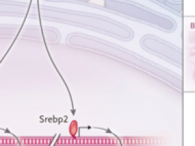 El vínculo entre la hematopoyesis y aterosclerosis