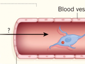 Neuroblastos: invasores en el cáncer prostático