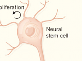 Linfocitos que empobrecen la regeneración cerebral