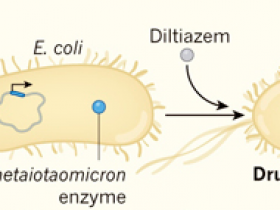 Microbios modificadores de fármacos 