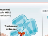 HER2 y cáncer de mama: una relación exitosa