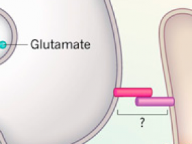 Sinapsis potenciadoras del cáncer