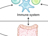 Un nexo viral para la diabetes tipo 1