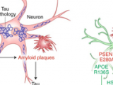 Mutación neuroprotectora