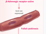 Beta bloqueadores y citoquinesis cardioprotectora