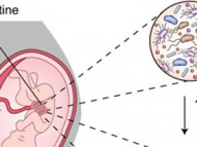 Colonización in utero, un enigma para la inmunidad