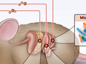 Bilirrubina, integridad intestinal, microbioma e inflamación