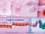 Cadherina E como objetivo terapéutico contra el cáncer