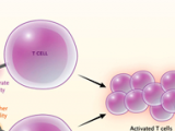 Presentación de antígenos por las células B en la esclerosis múltiple