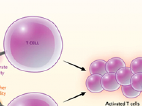 Presentación de antígenos por las células B en la esclerosis múltiple