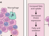 Obesidad, inmunidad y cáncer