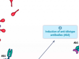 Anticuerpos antiidiotípicos y SARS-CoV-2