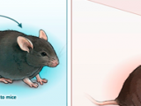 Transferencia de genes para la enfermedad muscular 