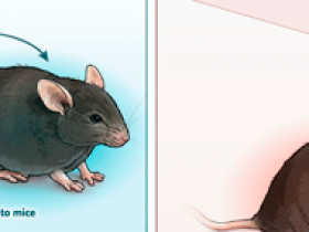 Transferencia de genes para la enfermedad muscular 