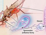 Anticuerpos monoclonales para la malaria