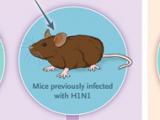 Una vacuna de ARNm contra la influenza